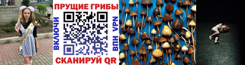 Купить закладки  Краснознаменск  Псилоцибиновые грибы MAGIC MUSHROOMS 